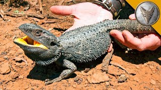 BEARDED DRAGON  Finally Caught One [upl. by Ymmor]