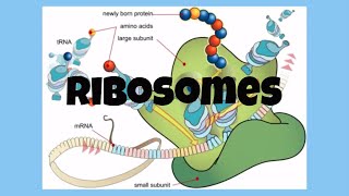 The CellRibosomes [upl. by Aznerol106]