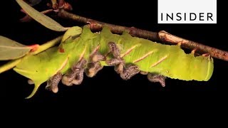 How Parasitoids Survive [upl. by Osrick878]