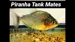 Piranha Tank Mates with Other Fish [upl. by Meesan493]