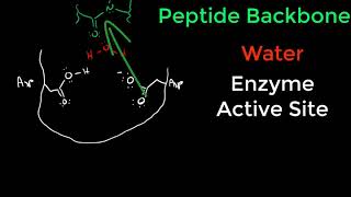 Protease Mechanisms [upl. by Edette]