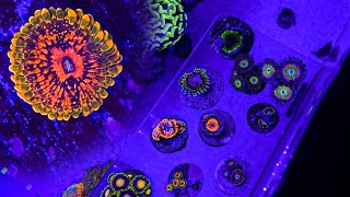 The Most Expensive Zoanthid I’ve Ever Owned Zoanthus Coral Unboxing [upl. by Knowlton270]