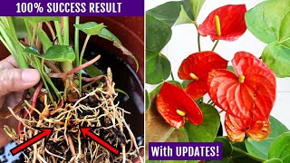 EASIEST Way To Propagate Anthurium Plant [upl. by Billat984]