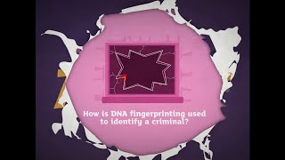 KS3 Activate 3 Kerboodle Explaining DNA fingerprinting [upl. by Nnyluqcaj]