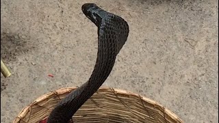 Black Cobra Dances to Snake Charmers Flute [upl. by Sera]