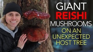 Giant Reishi Mushrooms On An Unexpected Host Tree [upl. by Ibor968]