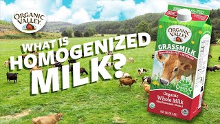 What is Homogenized milk  Ask Organic Valley [upl. by Wadell841]