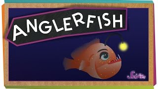 All About Anglerfish [upl. by Arlynne]