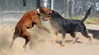 Rottweiler vs Pitbull Who Would Win [upl. by Nirtiac]