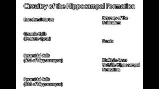 Hippocampal Formation [upl. by Afra]