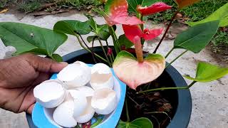 Anthurium Plant Care [upl. by Erdna]