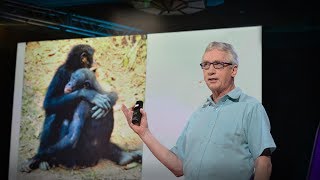 The surprising science of alpha males  Frans de Waal [upl. by Ahcas]