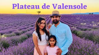 Lavender fields of Valensole  Plateau de Valensole  France [upl. by Ly497]