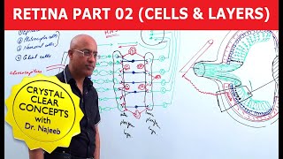 Retinal Detachment Surgery  What To Expect During Recovery [upl. by Neelav]