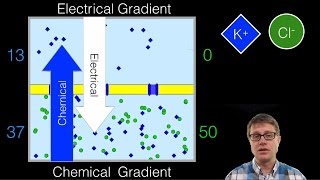 Electrochemical Gradient [upl. by Rexfourd]