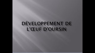 le développement de l’œuf doursin sv6 BCM [upl. by Iorgos]