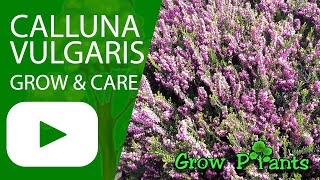 Calluna vulgaris  grow amp care Heather plant [upl. by Aisinoid877]