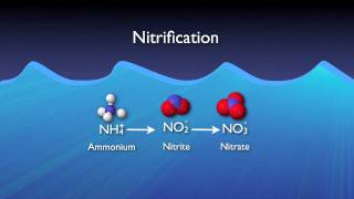 Nitrogen Removal Basics [upl. by Nirb]