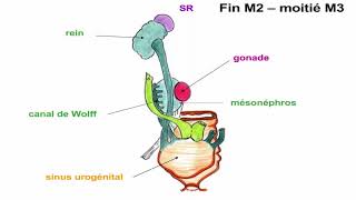 Embryologie Urogénitale [upl. by Hollie]