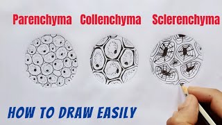 How to Draw Parenchyma Collenchyma and Sclerenchyma [upl. by Zertnom79]