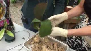 Repotting Orchids [upl. by Larue636]