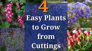 4 Easy Plants to Grow from Cuttings [upl. by Neilson376]