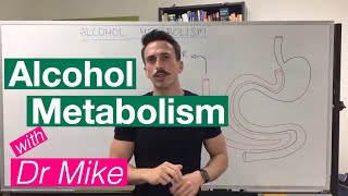 Alcohol Metabolism [upl. by Einwahs]