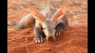 Aardvark  South Africa Amazing Animal [upl. by Eerdna]