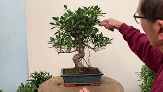 Ficus Bonsai Care and Pruning [upl. by Ainnek]