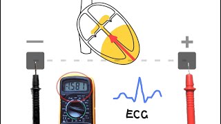 ECGs  How they work [upl. by Naihs]