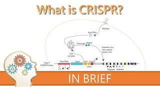 How CRISPR Cas9 works animation explained in 1 minute [upl. by Lledner327]