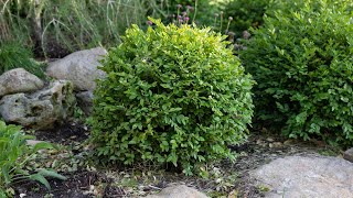 How to Trim and Shape Any Evergreen Shrub [upl. by Aeslehs240]