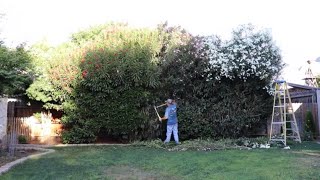 Tackling Our 20 Oleander Hedge  birdhouse garden [upl. by Highams]