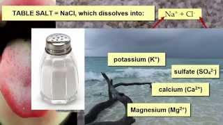 Salinity Impacts on Marine Life [upl. by Yeorgi486]