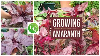 Grow Your Own Superfood The Ultimate Guide to Red Amaranth Amaranthus [upl. by Hanser180]