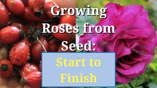 Grow Roses from Seed Start to Finish [upl. by Ateekan669]