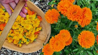 Growing and harvesting Calendula Flowers [upl. by Melisande]