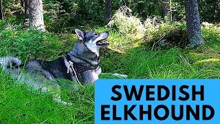 Swedish Elkhound  Jämthund  Dog Breed Profile [upl. by Tedder]