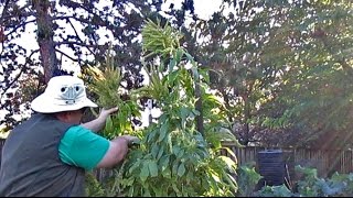 Harvesting Protein Packed Amaranth Seeds  quotGolden Giantquot  Amaranthus cruentus [upl. by Hewes]