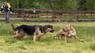 German Shepherd Attacks Pitbull OFF LEASH PARK [upl. by Isabel925]