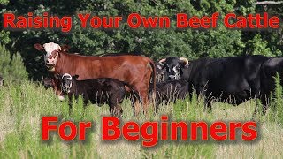 Raising Your Own Beef Cattle For Beginners [upl. by Ayekehs864]