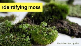 Identifying Moss [upl. by Odrarebe]