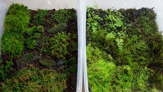 How to Propagate Your Own Moss [upl. by Aninahs]