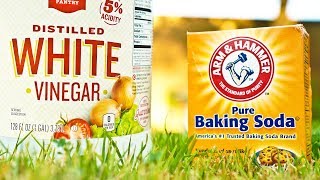 Vinegar vs Baking Soda Weed Killer Comparison [upl. by Etteuqal]