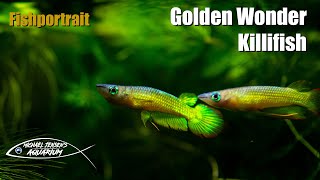 Golden Wonder Killifish  Aplochelius Lineatus Gold [upl. by Himelman]