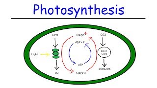 Photosynthesis  Light Dependent Reactions and the Calvin Cycle [upl. by Odareg352]