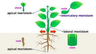 Types of Plant Cells [upl. by Maximo318]