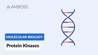 Protein Kinases Cell Signaling and Phosphorylation [upl. by Clover304]