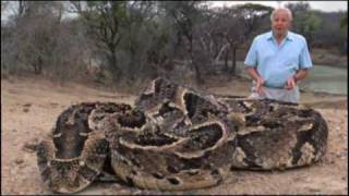 The Puff Adder [upl. by Akimas]