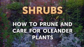 How to Prune and Care for Oleander Plants [upl. by Hale]